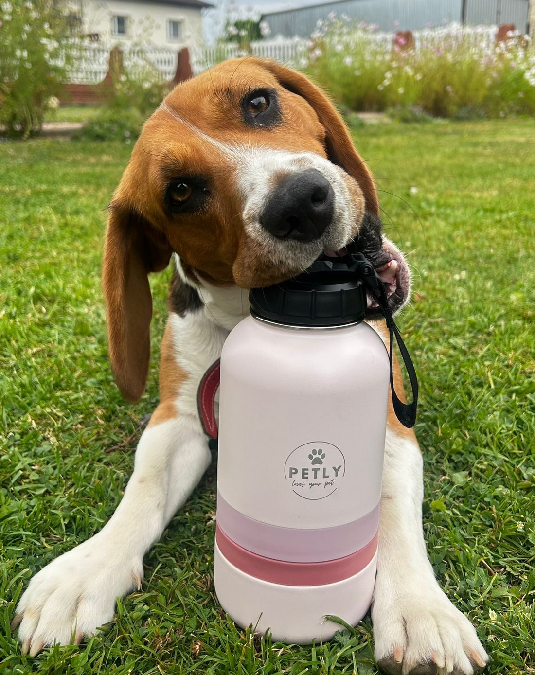 Petly Rosè